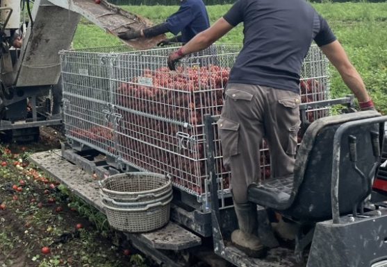 トマト　とまと　メッシュコンテナ　鉄コンテナ　収穫　輸送　セイカン　農業用鉄コンテナ