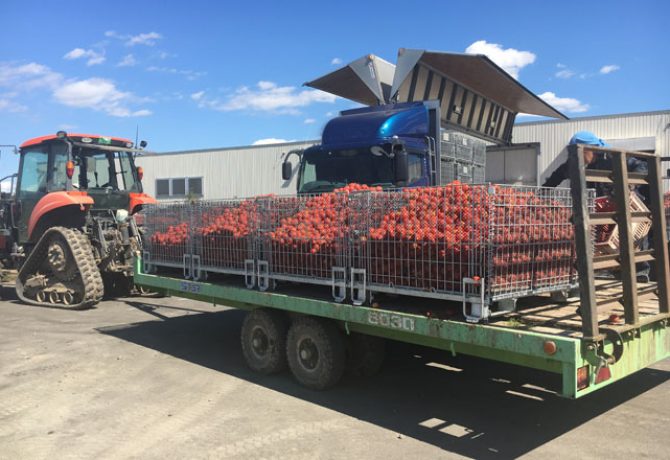 加工トマトの収穫輸送用に鉄コンテナをご利用頂いています | 事例紹介 